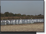 Multitude of Egrets and Herons